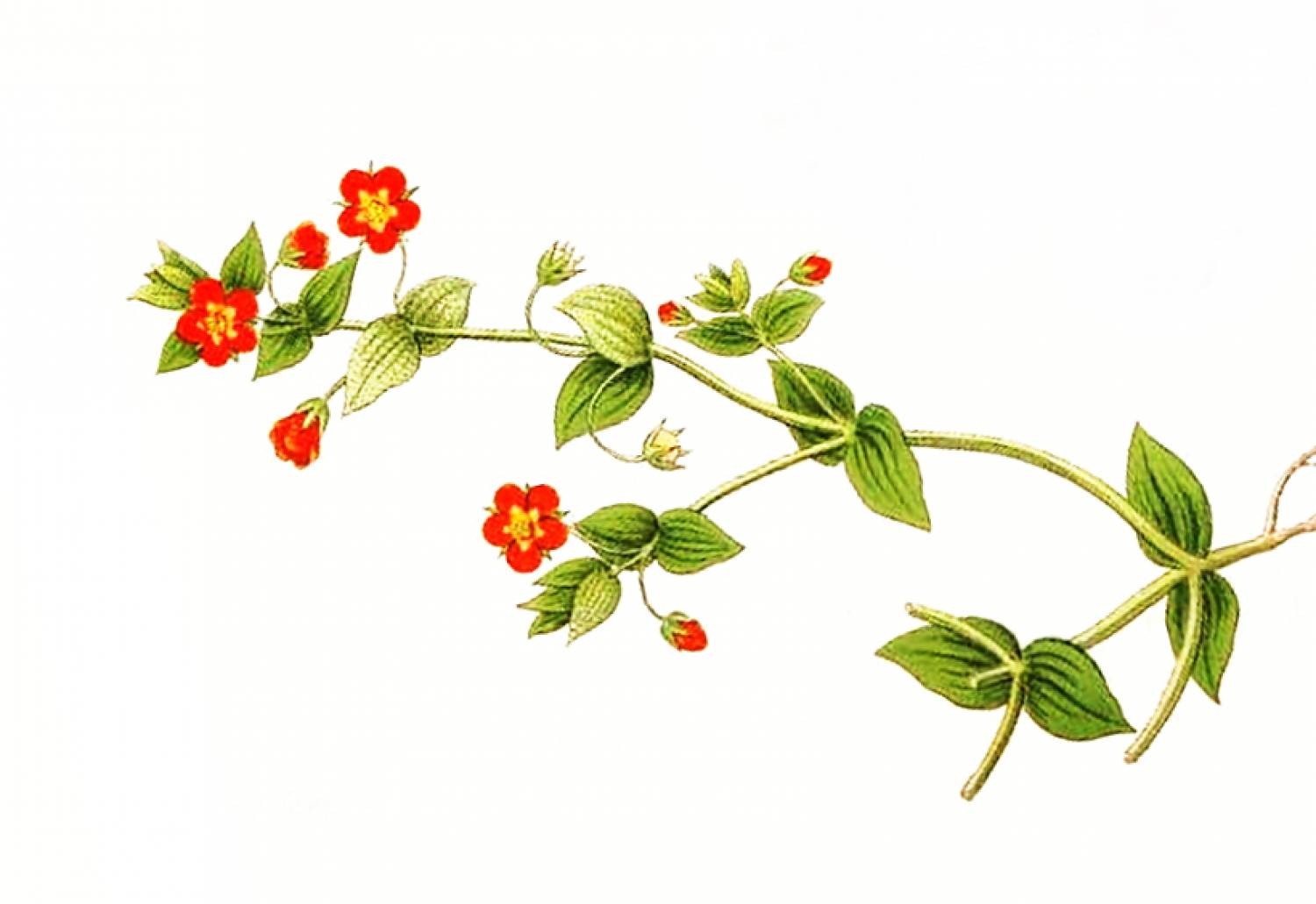 Drchnička roľná | Bylinky | BylinKE