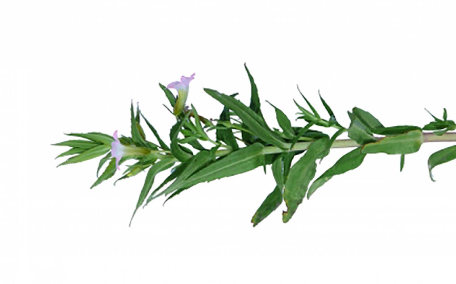 Graciola lekárska | Bylinky | BylinKE