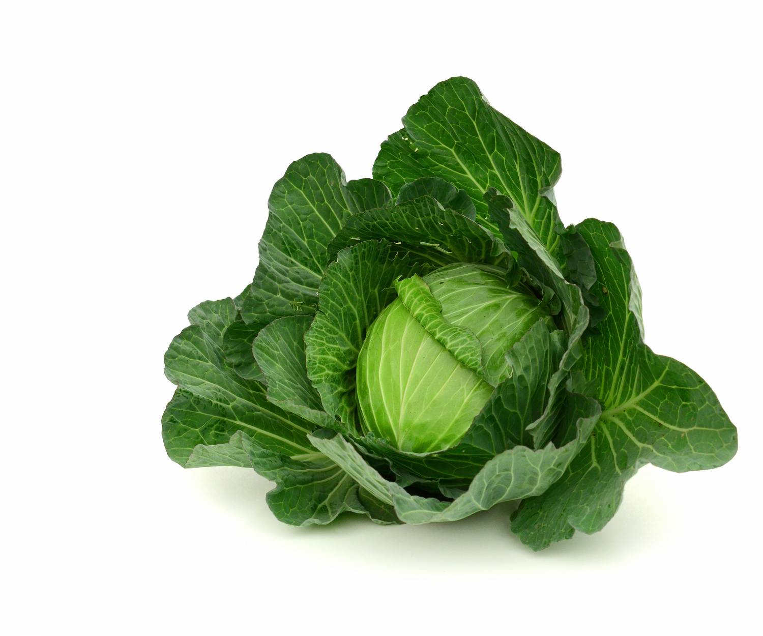 Kapusta obyčajná | Bylinky | BylinKE